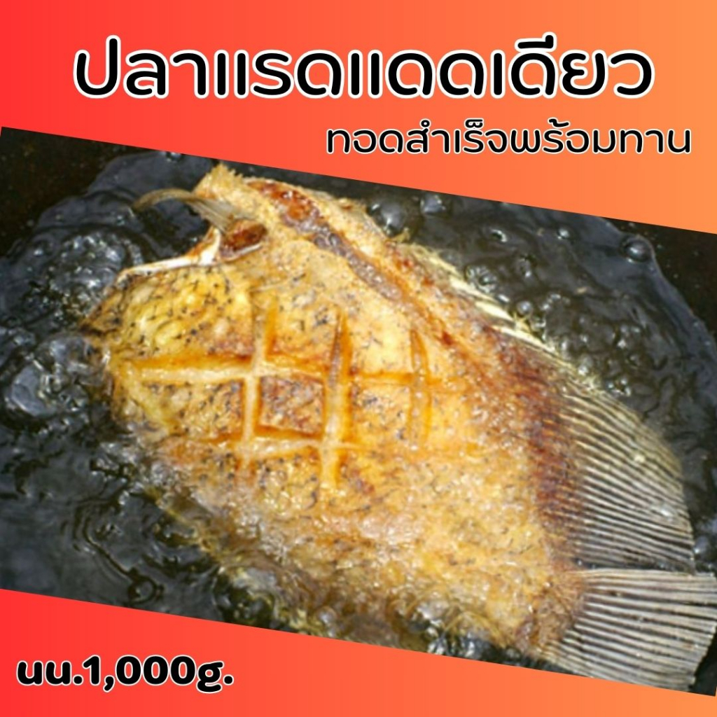 ส่งเร็ว ตัวใหญ่ ราคาถูก ปลาแรดแดดเดียวทอดพร้อมทาน ปลาเนื้อแน่น สะอาดสดใหม่ ขนาด 2-3 ตัว/กก.