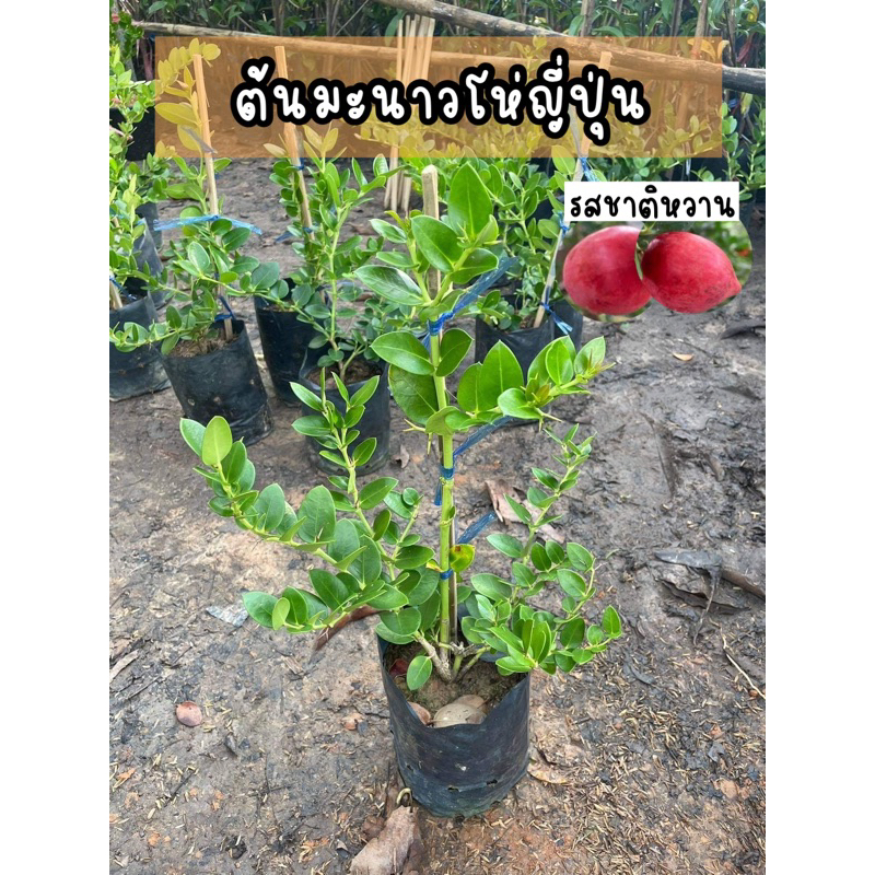 ต้นมะนาวโห่ญี่ปุ่น พันธุ์รสชาติหวาน ลูกใหญ่ ต้นแข็งแรง ติดผลเร็ว