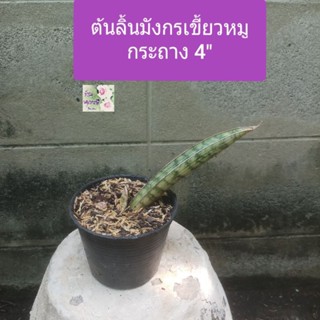 ต้นลิ้นมังกรเขี้ยวหมู ลิ้นมังกรSanseviaria Fisheri /Snake plant กระถาง 4"ไม้มงคล ฟอกอากาศชอบแดด ทนแล้ง