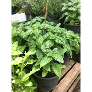 โหระพาฝรั่ง 🌱 Italian basil