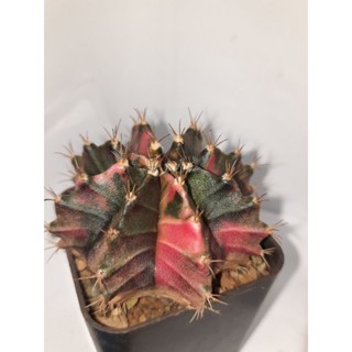 แคคตัส ยิมโนคาไลเซียม ด่าง (Gymnocalycium mihanovichii variegated).