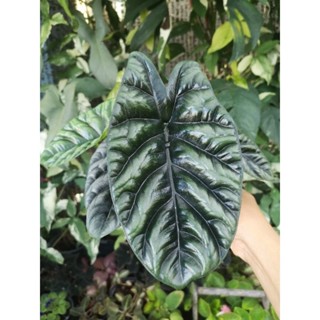 อโลคาเซีย ซินัวเอต้า (Alocasia Sinuata) เลือกต้นได้พร้อมส่ง