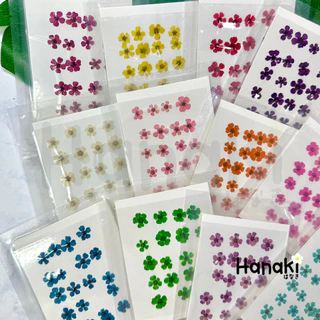 【พร้อมส่ง】ดอกพลัมญี่ปุ่น ดอกพลัมทับแห้ง (Plum) มี12สี💐20 ดอก Pressed Flowers💐