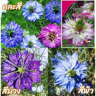 เมล็ดพันธุ์ ดอก ไนเจลล่า หรือ รักในสายหมอก ( Blue Love in a mist Seed ) บรรจุ 30 เมล็ด คุณภาพดี ราคาถูก ของแท้ 100%