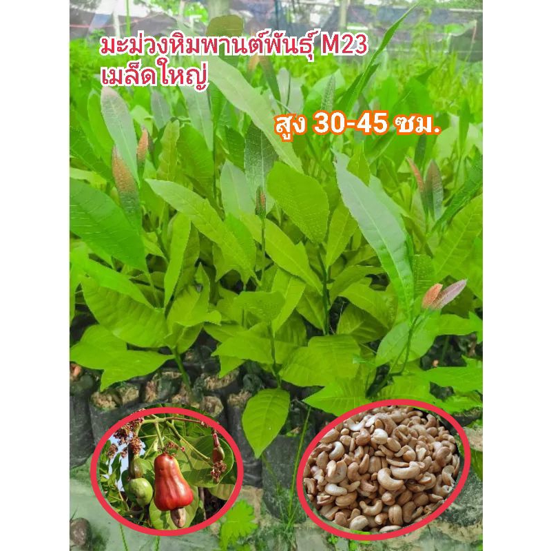 มะม่วงหิมพานต์พันธุ์  M23 เมล็ดใหญ่ สูง30-45 ซม.