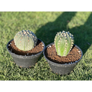 แอสโตรไฟตัม(Astrophytum)