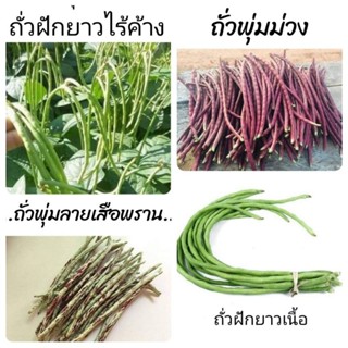 เมล็ดพันธุ์ถั่วฝักยาว4ชนิด 1ถั่วพุ่มเขียว,2ถั่วพุ่มม่วง,3ถั่วลายเสือพราน,4ถั่วฝักยาวเนื้อ