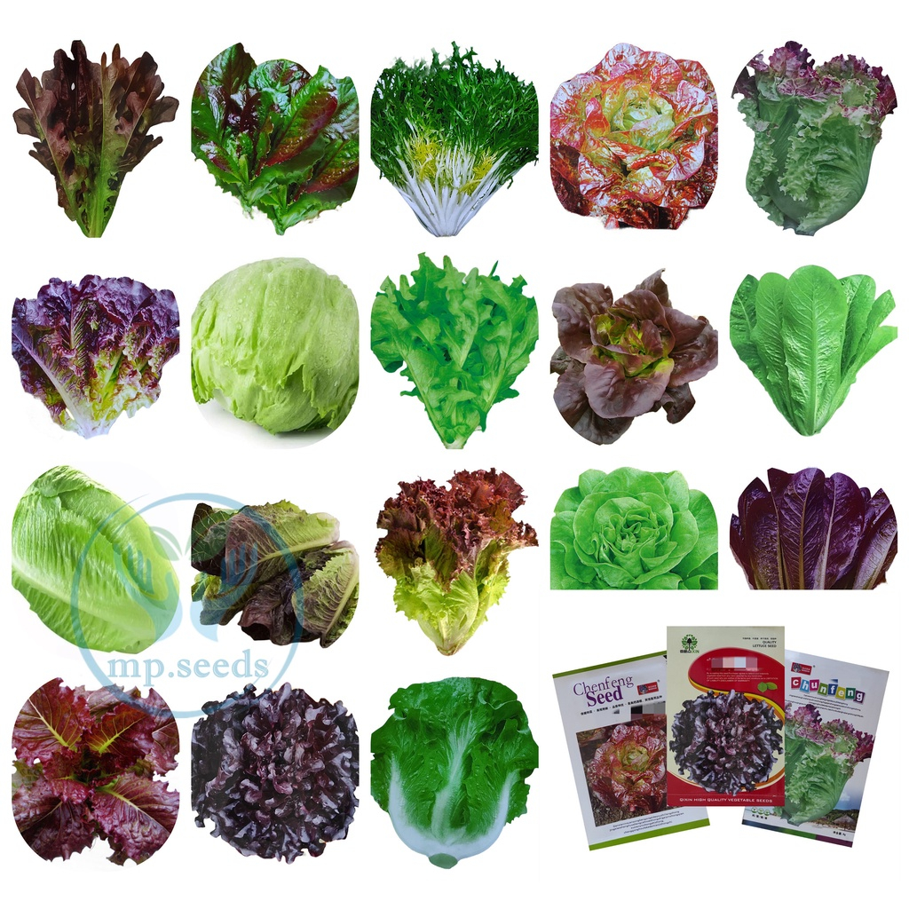 เมล็ดพันธุ์ ผักสลัด สลัด Lettuce Seed / กรีนคอส / เรดคอส / ผักกาดหอม อิตาลี / บัตเตอร์เฮด / ปารีสไวท์คอส Paris White Cos