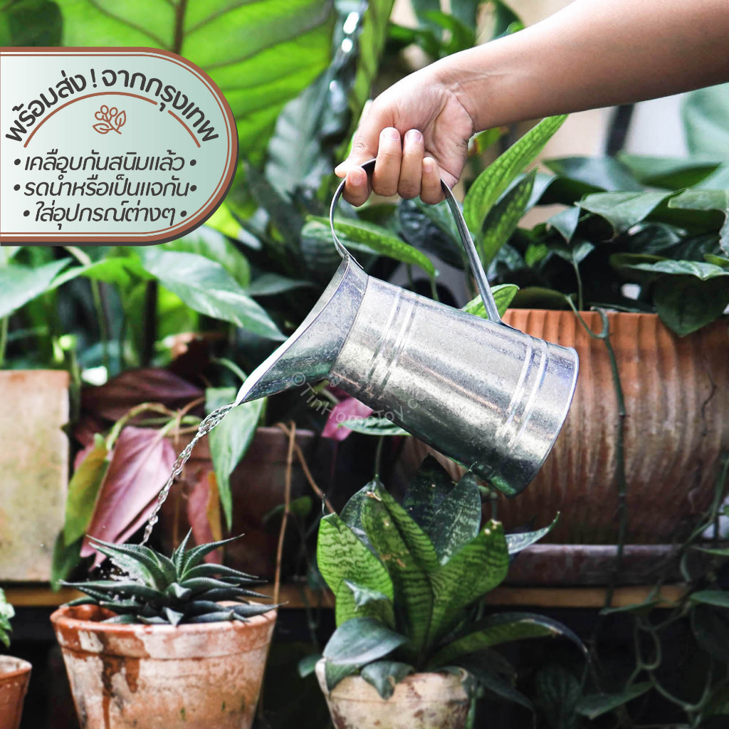 Milk Jug แจกันทรงเหยือกนม | แจกัน สังกะสี บัว รดน้ำ จัด ต้นไม้ ดอกไม้ ใบไม้ วินเทจ กระถาง