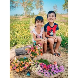 คุณนายตื่นสาย50สี คละสี กิโลละ80บาท ฉลองเปิดร้านใหม่💥🏵️🌹🌸🌺