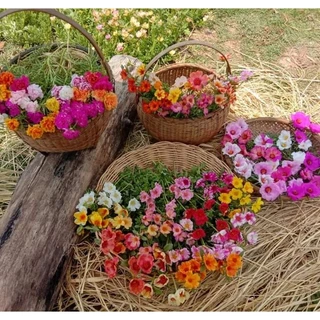 คุณนายตื่นสาย50สี คละสี กิโลละ80บาท ฉลองเปิดร้านใหม่💥🏵️🌹🌸🌺