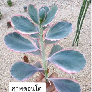 คารันโช Kalanchoe fedtschenkoi Variegata