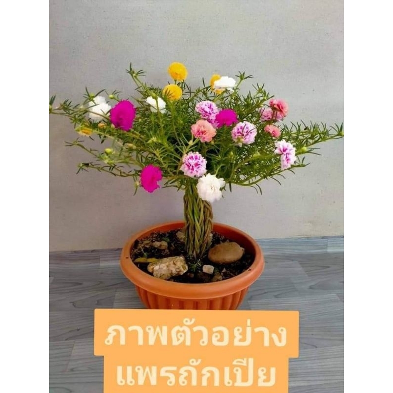 คุณนายตื่นสาย (แพรเซี่ยงไฮ้ถักเปีย) คละสี