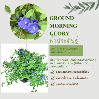 ฟ้าประดิษฐ์ Ground-morning glory กระถาง 8 นิ้ว #ดอกไม้ทานได้