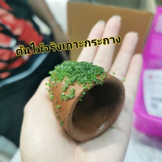 ต้นไม้​ (เกาะ​ กระถาง)​ 🎏  ต้นไม้จริง3แถม1