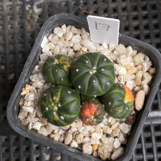 แอสโตรพอต แอสโตรพอตด่าง แอสโตร Astrophytum แอสโตรไฟตัมด่าง