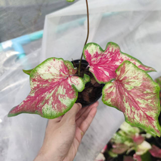 ปลาบู่ทอง บอนสี บอนโบราณ Caladium