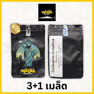 Plantainz (Auto) (Green Crack Line) - Exclusive Genetics NY เมล็ด กัญชา นำเข้าแท้100% เมล็ดเพศเมีย