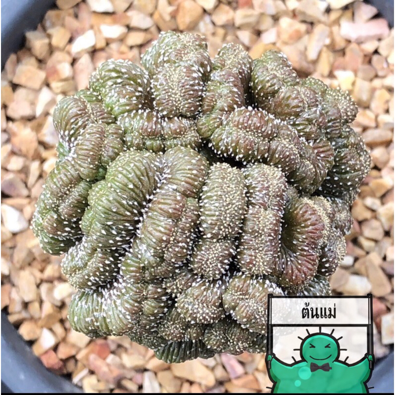 [พร้อมส่ง]🌵 แคคตัส จีโอฮีโตเนียคริส geohintonia mexicana cristata cactus ไม้กราฟ จำนวน 1 ต้น