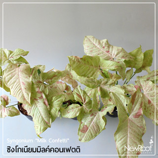 NewRootGarden ซิงโกเนียม มิลค์คอนเฟตติ กระถาง4นิ้ว ไม้ใบ ไม้ประดับในร่ม