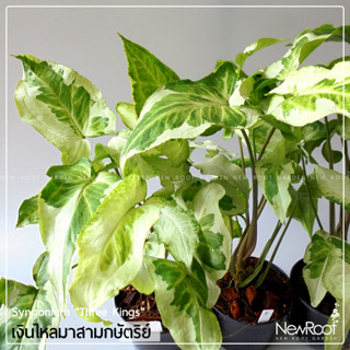 NewRootGarden ซิงโกเนียม ทรีคิงส์ เงินไหลมาสามกษัตริย์ Syngonium กระถาง 4 นิ้ว ไม้ใบ ไม้ประดับในร่ม