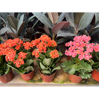 กุหลาบหินดอกซ้อน Kalanchoe blossfeldiana กระถาง4นิ้ว