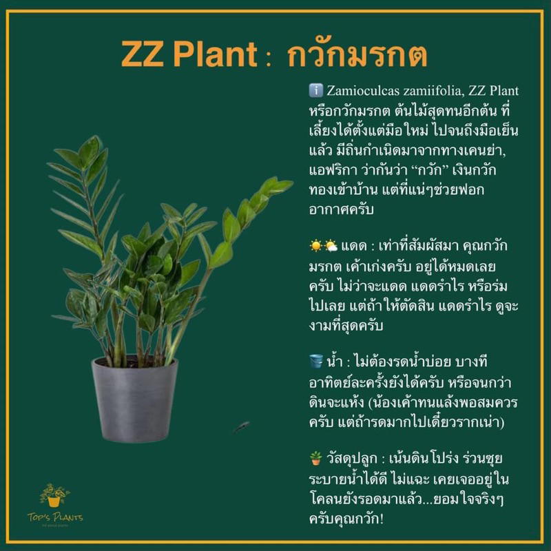 กวักมรกตเขียวมงคลฟอกอากาศเป็นไม้ที่ดูแลง่ายแทบจะไม่ต้องดูแลอะไรเลย