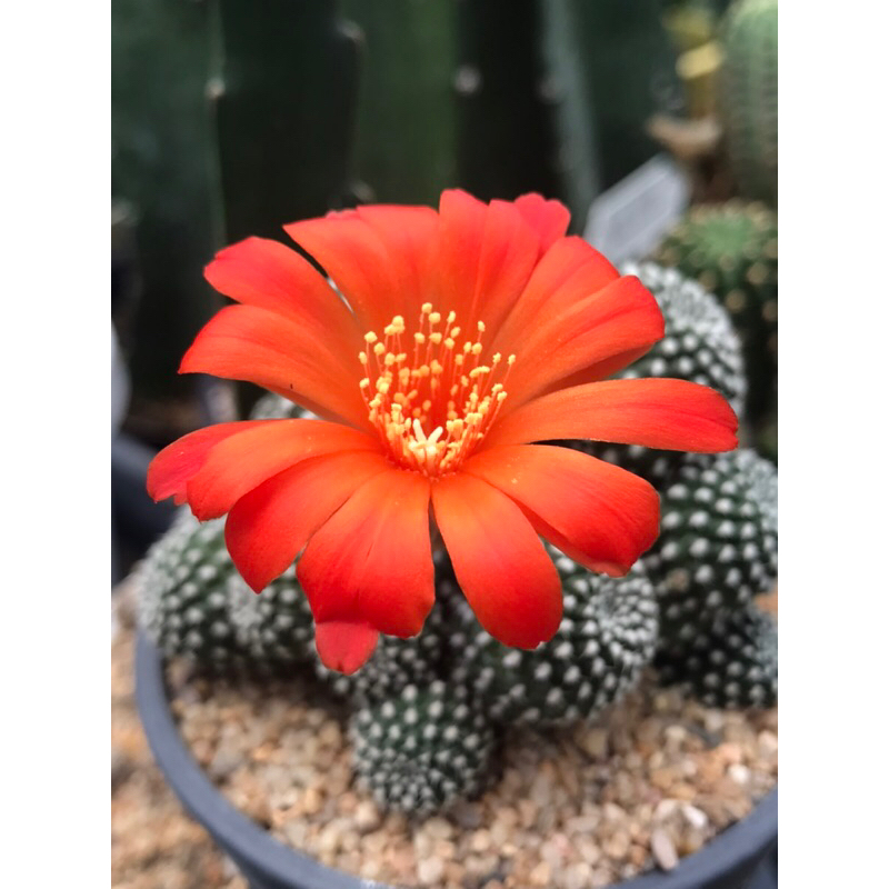 รีบูเทียดอกส้มแสดใหญ่ Rebutia Krainziana กระบองเพชร แคคตัส cactus