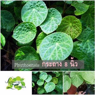 👑ต้น บีโกเนีย Phuthoensis กระถาง 8 นิ้ว  ไม้กระถาง แต่งสวน👑