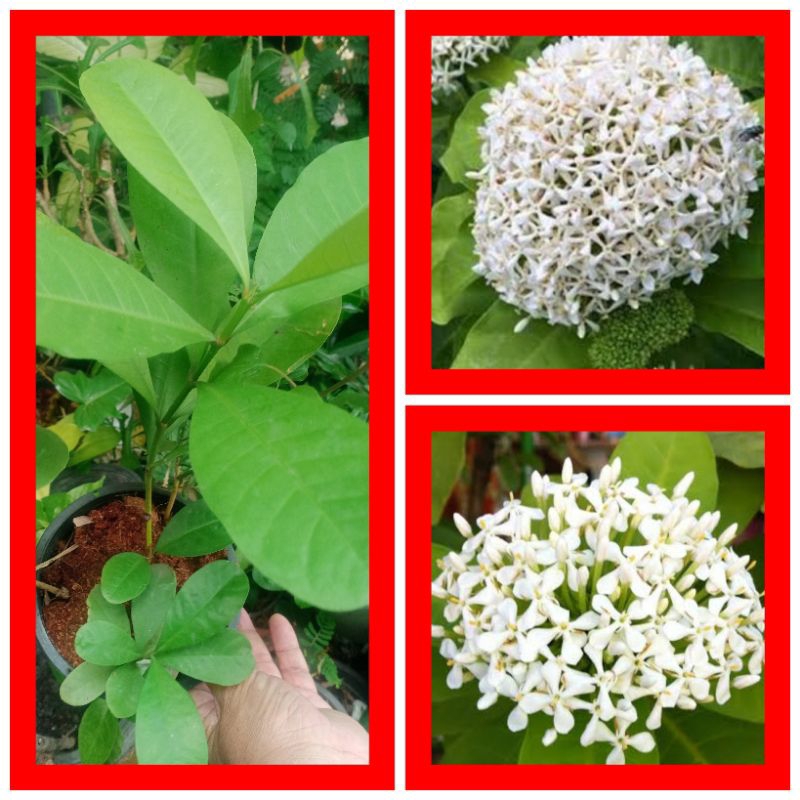 เข็มขาวดอกหอม(..Siamese white ixora..)บานยาวนานไม้โบราณน่าปลูกสะสมกระถางละ59บ