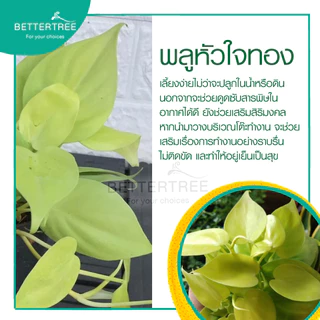 พลูหัวใจทอง กระถาง 3 นิ้ว ไม้ฟอกอากาศ ต้นไม้ในร่ม