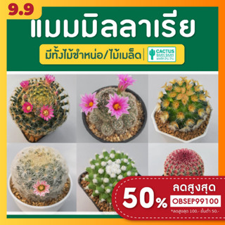 แคคตัส แมมมิลลาเรีย ราคาถูก (Mammillaria) พร้อมส่ง!!