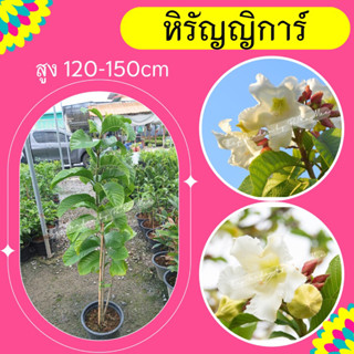 ต้นหิรัญญิการ์ #ไม้เลื้อย สูง120-150cm.