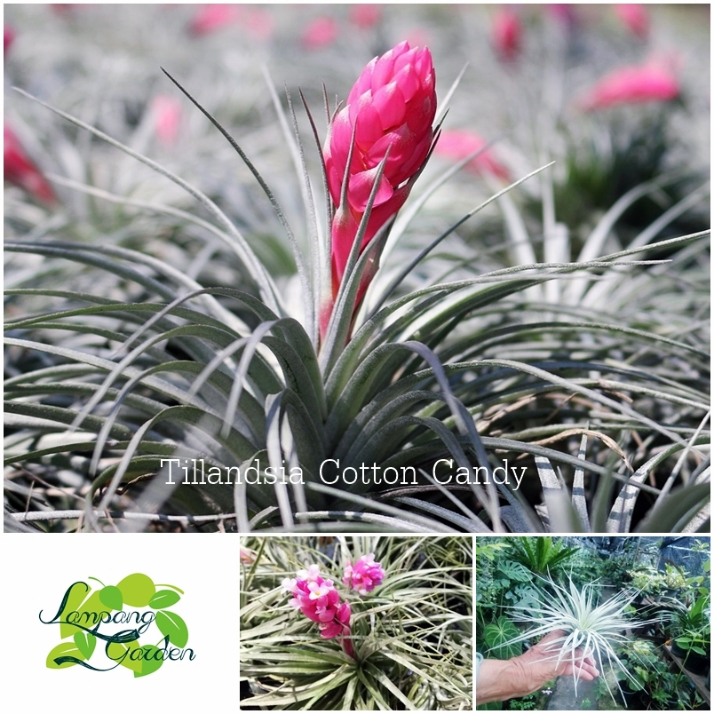 ต้น สับปะรดสี Tillandsia Cotton Candy ไม้รากอากาศ ไม้กระถาง ไม้ใบ