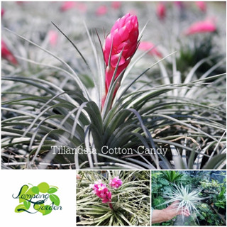 👑ต้น สับปะรดสี Tillansia Cotton Candy ไม้รากอากาศ ไม้กระถาง ไม้ใบ 👑