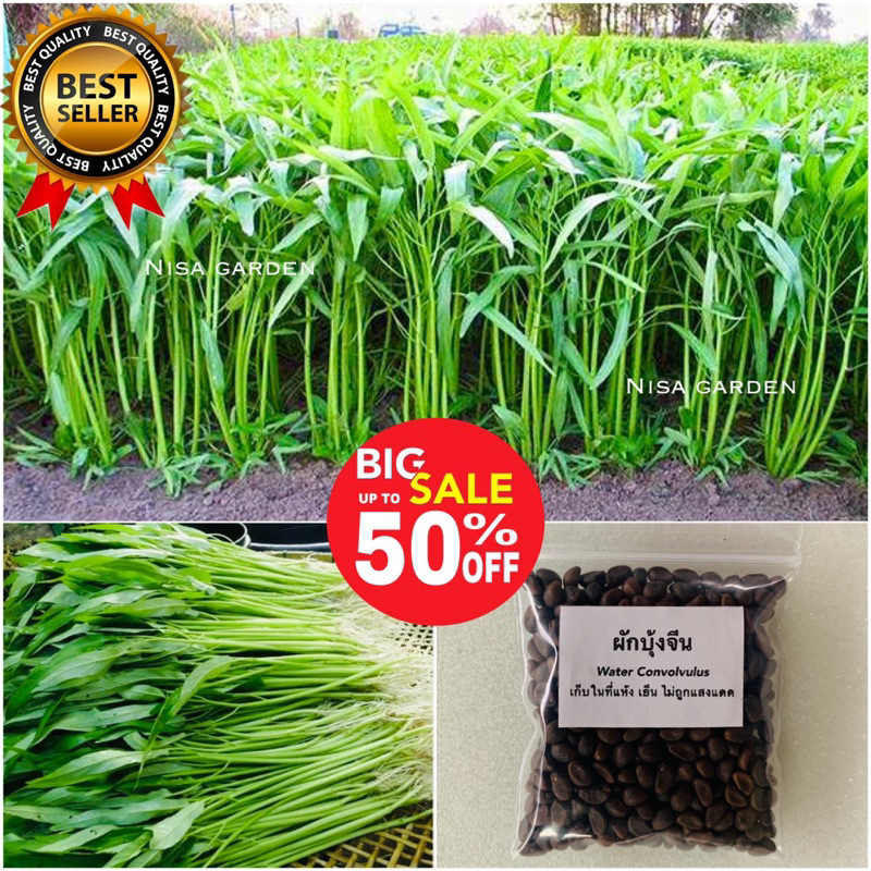 Nisa Garden เมล็ดพันธุ์ ผักบุ้งจีน งอกง่าย โตเร็ว 🔥 ซื้อ 5 แถมฟรี 1 🔥