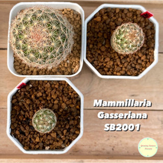 [ MAMM11 ] Mammillaria Gasseriana SB2001 Seedling ไม้เพาะเมล็ด แคคตัส กระบองเพชร ต้นไม้ แมม แมมมิลลาเรีย แมมมิลาเรีย