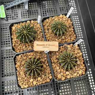 แอลบี2178แท้ ไม้เมล็ด 13พู คัดพิเศษ LB2178แท้ Gymnocalycium friedrichii lb 2178