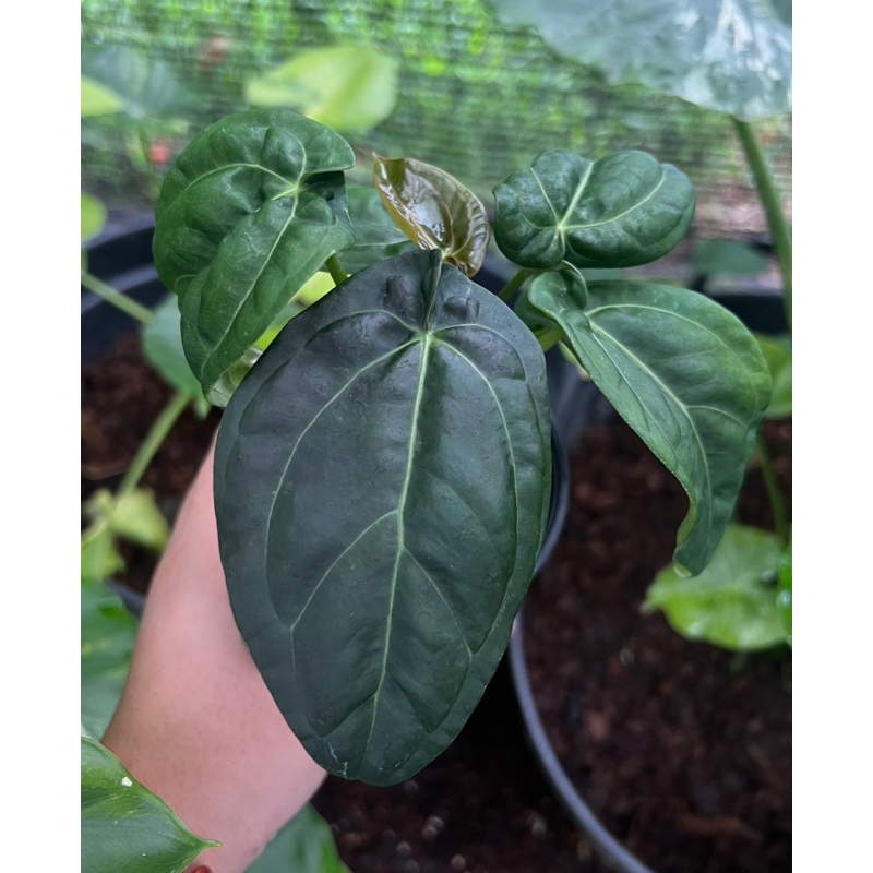 Anthurium papillilaminum x-one from indo (x-1)🍃Name tag from indo