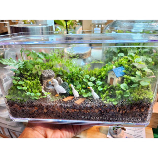 02 สวนขวด Terrarium จัดสำเร็จแล้ว  ของขวัญ