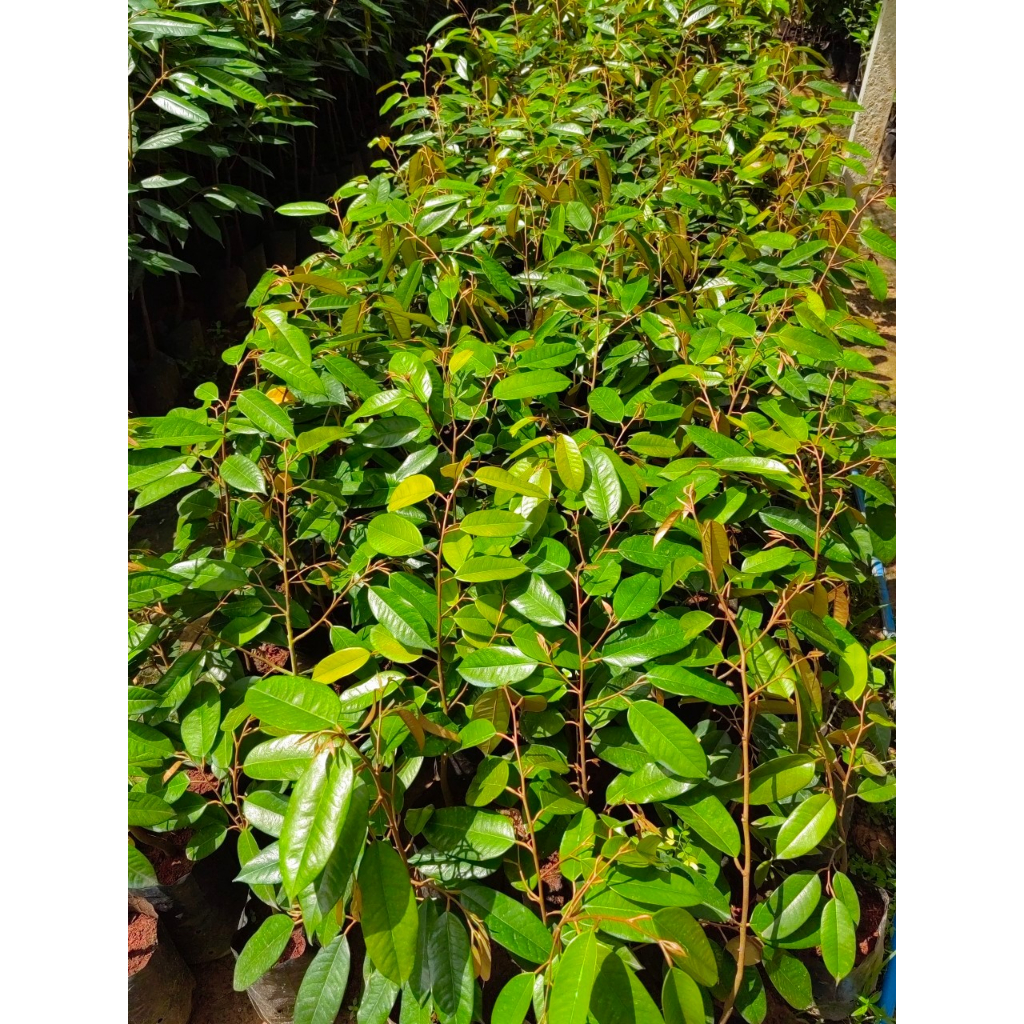 ต้น​ทุเรียน​ชะนี​ไข่​ ​(เสียบยอด) ต้นสวยสมบูรณ์ - รูปที่ 3