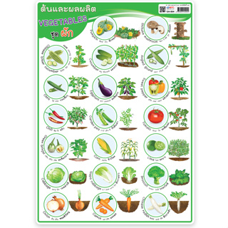 โปสเตอร์ความรู้ เรื่องพืช ขนาด A4 EA-504 ต้นและผลผลิต-ผัก