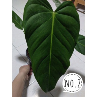 philodendron esmeraldense ฟิโลเดนดรอนตัวแรร์อีกตัวที่หายาก ใบสวย น่าเก็บสะสม ได้ต้นตามภาพ