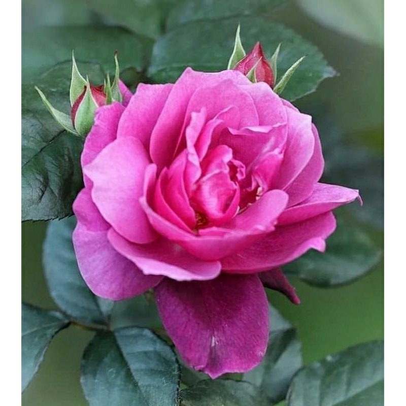 สินค้าราคาพิเศษเฉพาะในไลฟ์