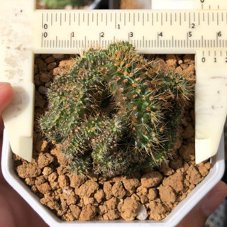 แรร์ไอเทม นิโวซ่าคริส ไม้เมล็ด Mammillaria nivosa cristata ไม้หายาก สายสะสมห้ามพลาดเลยค่ะ | แคคตัส Cactus | กระบองเพชร