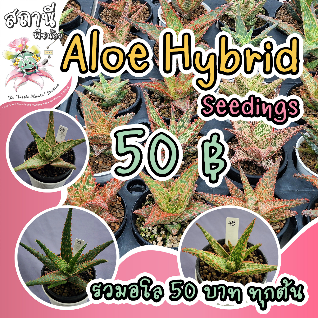 Aloe Hybrid seedings (อัพเดต 10 มิ.ย.) อโล ไม้เพาะเมล็ด กระบองเพชร ไม้อวบน้ำ succulent แคคตัส cactus กุหลาบหิน