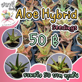 Aloe Hybrid seedings (อัพเดต 14 ก.ย.) อโล ไม้เพาะเมล็ด กระบองเพชร ไม้อวบน้ำ succulent แคคตัส cactus กุหลาบหิน