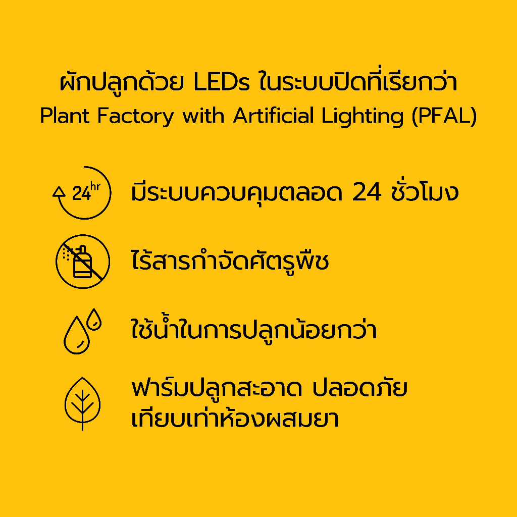 [ตัดสดทุกออเดอร์] ผักกาดสีรุ้ง (Swiss Chard) | ผักสด สะอาด ปลอดสารเคมี - รูปที่ 4