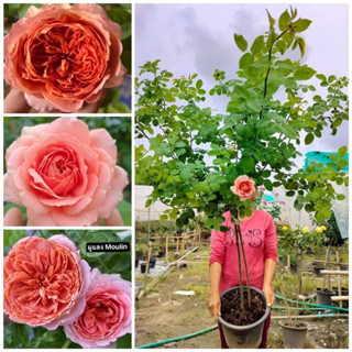 กุหลาบ - ทรีโรสมูแลง เดลา กาแล็ต  Tree Rose Moulin de la Galette