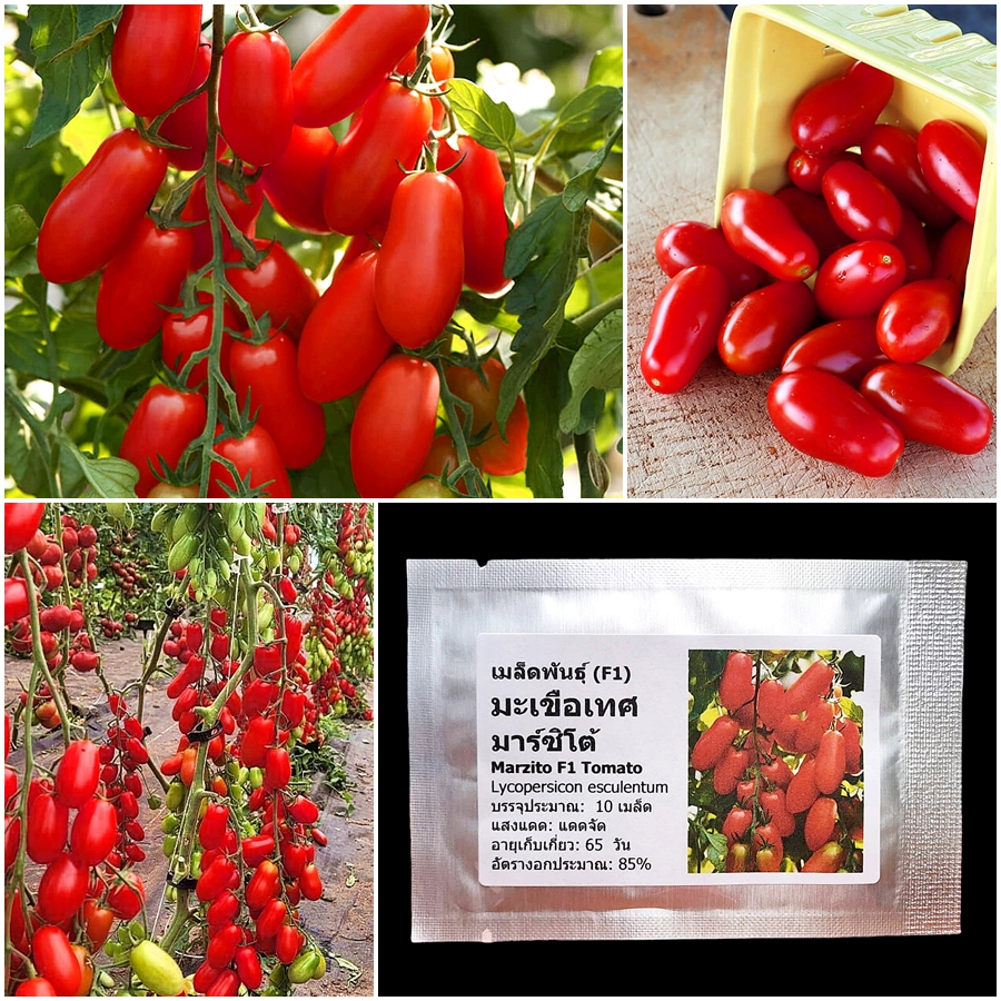 เมล็ดพันธุ์ มะเขือเทศ มาร์ซิโต้ Marzito F1 Tomato Seed 10 เมล็ด คุณภาพดี ของแท้